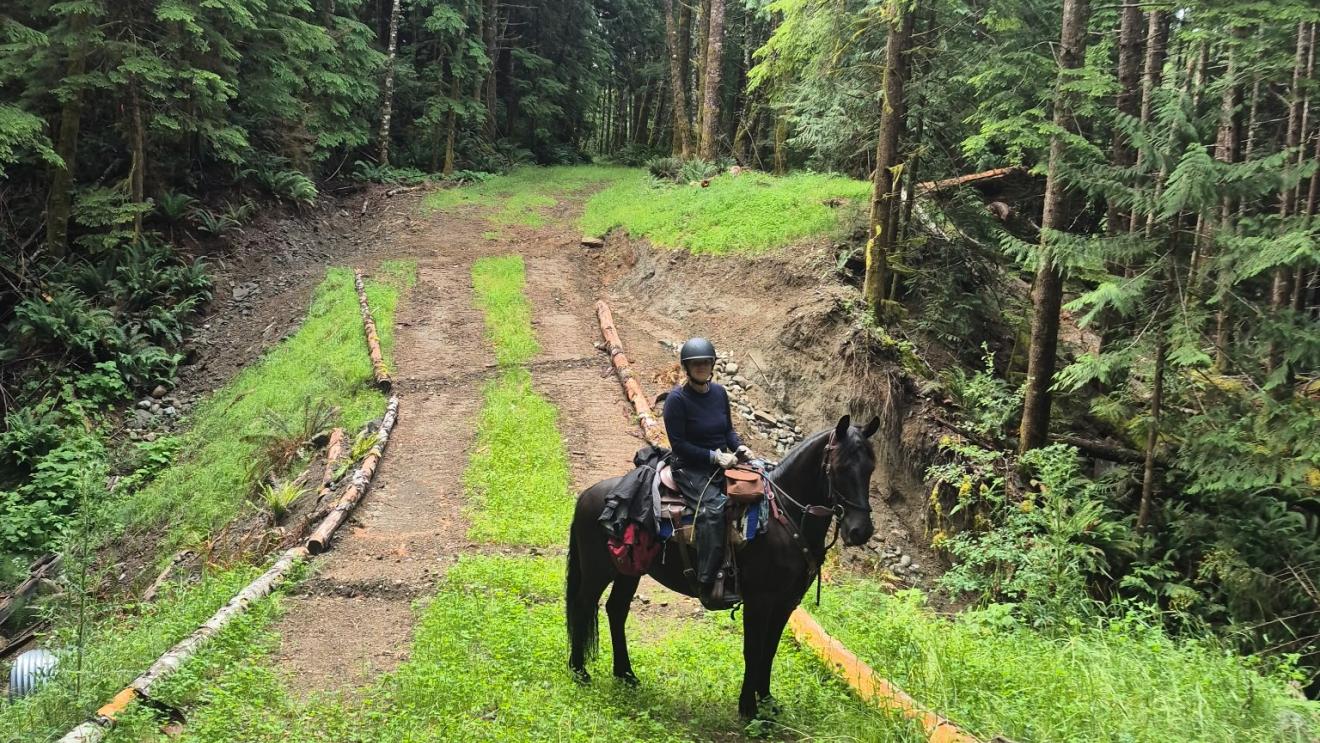Child on a black horse standing on a trail in a lush green forest.