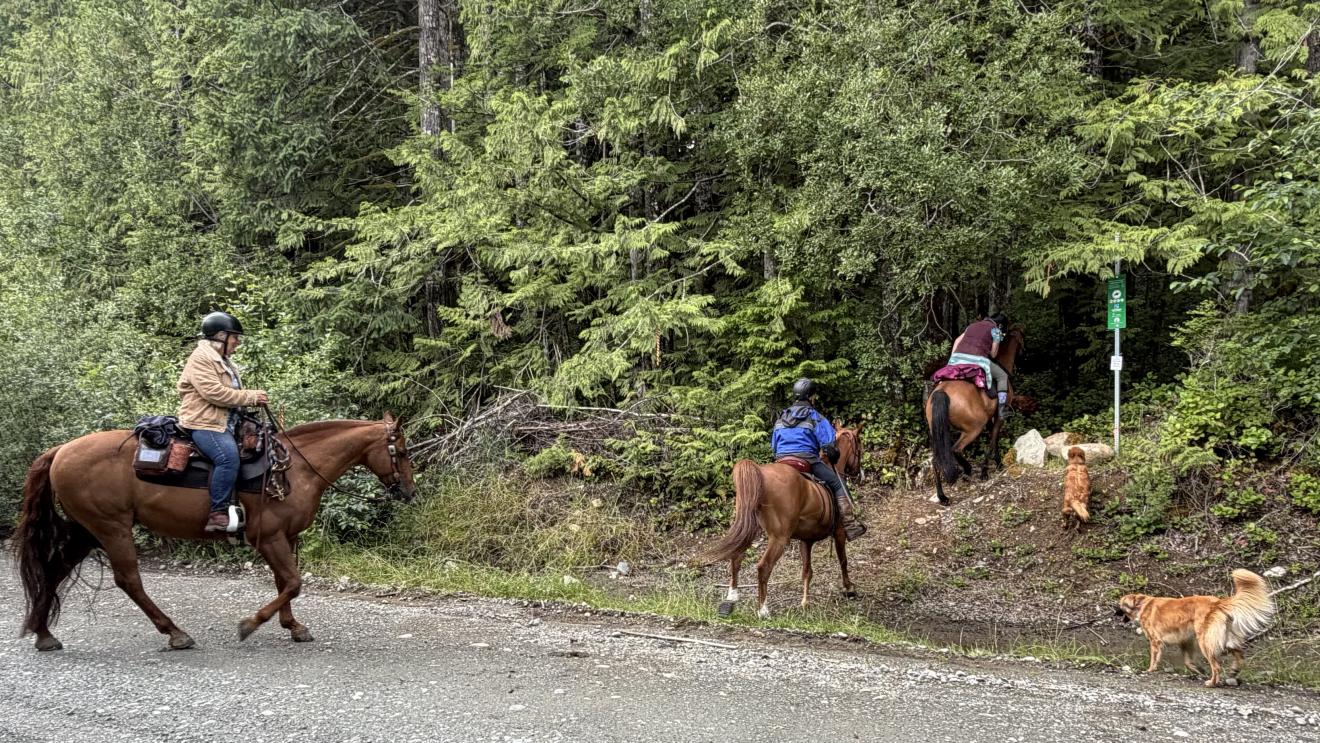 Two horseback riders passing by dogs on a forested trail.