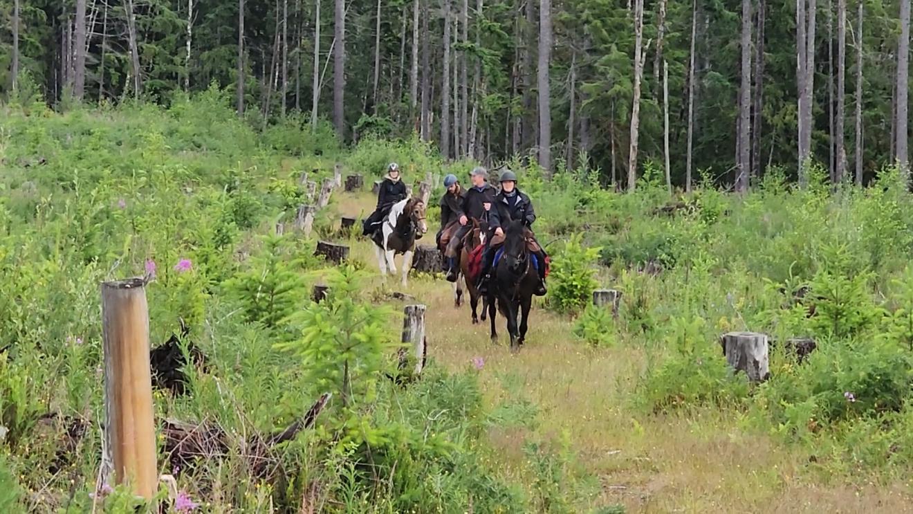 A group of horseback riders navigate a wooded trail with greenery and tree stumps.