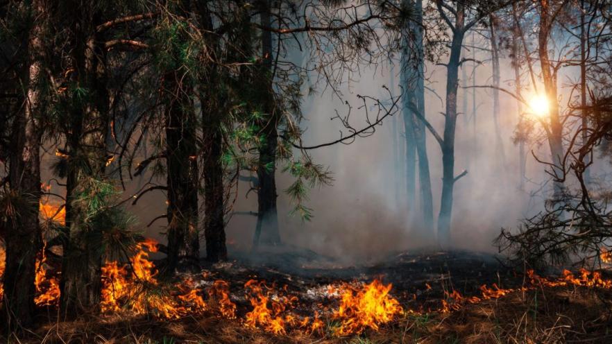 Forest fire with flames and smoke under trees at sunset.