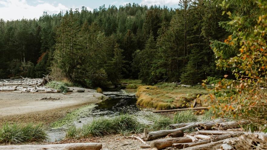 Forest stream surrounded by logs and lush greenery.