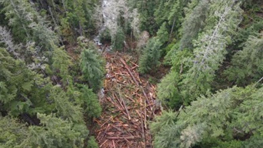 Forest with fallen trees scattered among dense green foliage.