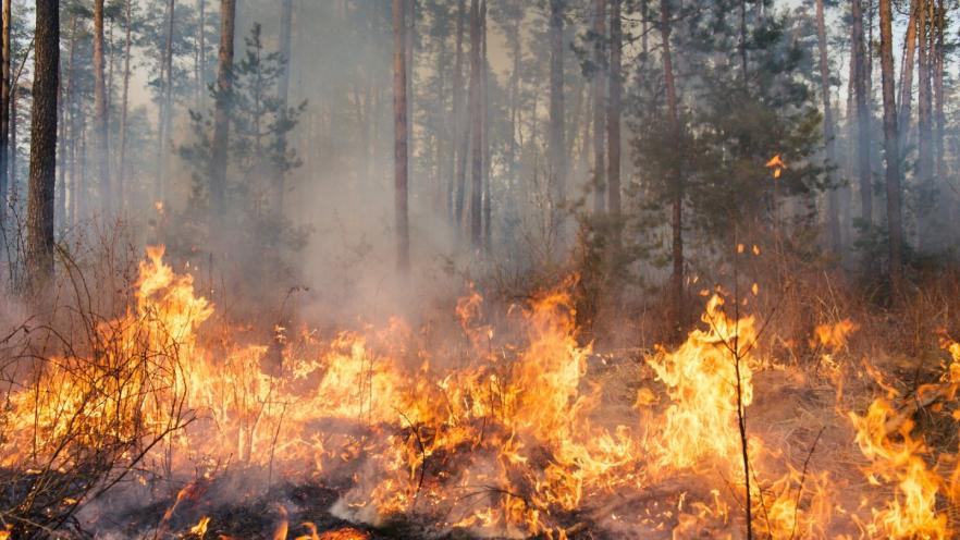 Forest engulfed in flames, trees shrouded in smoke.