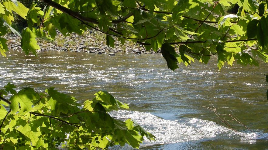 Green leaves frame a calm river flowing through a lush forested area.