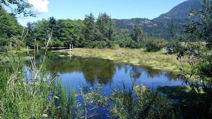 Serene pond surrounded by lush greenery and distant mountains under a clear blue sky.