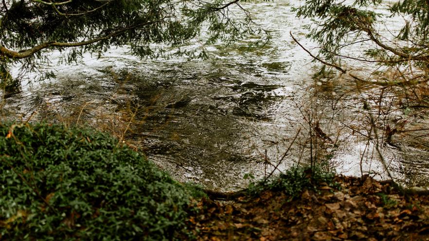 A tranquil stream surrounded by green foliage and autumn leaves.