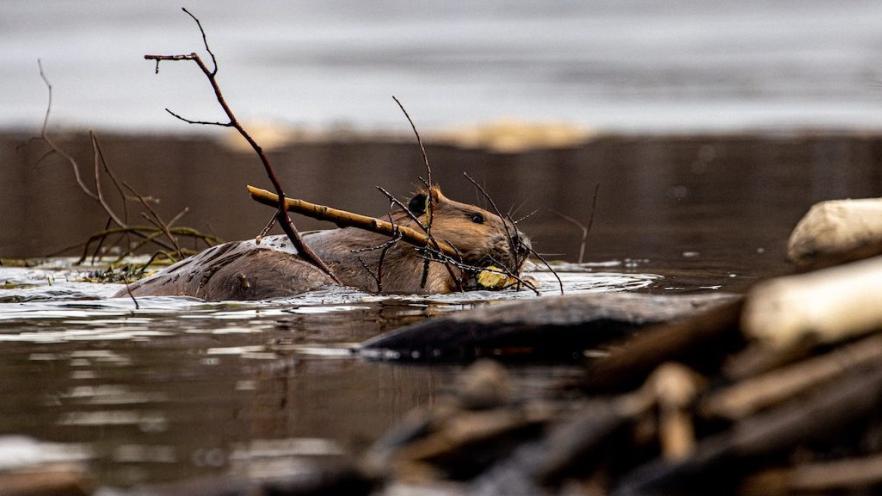 A beaver swimming in water, holding a stick, surrounded by logs and branches.