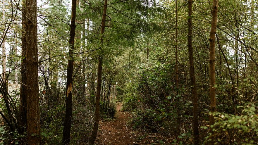 Narrow dirt path winding through a dense forest of green trees and shrubs.