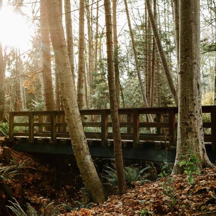 Sunlit forest scene with a wooden bridge among tall trees.