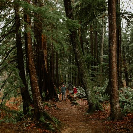 Forest path with tall trees and ferns, three people walking.