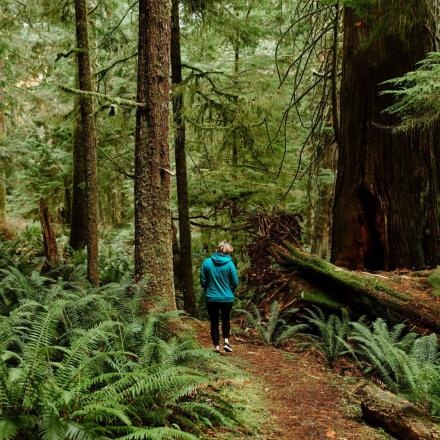 Person walking on a forest trail surrounded by tall trees and ferns.