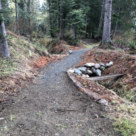 Narrow winding trail through a forest, lined with trees and patches of gravel.