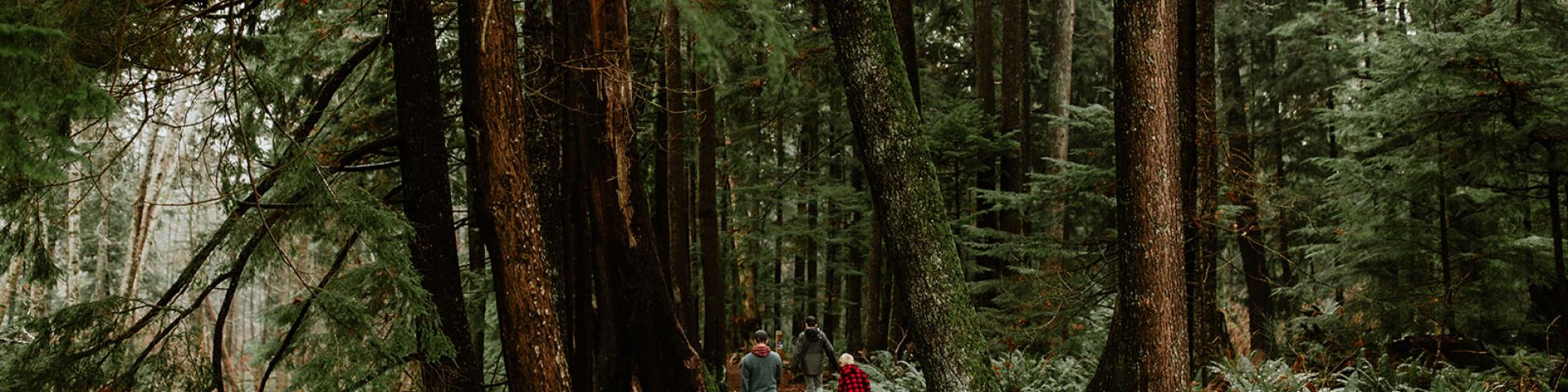Forest path with tall trees and ferns, three people walking.