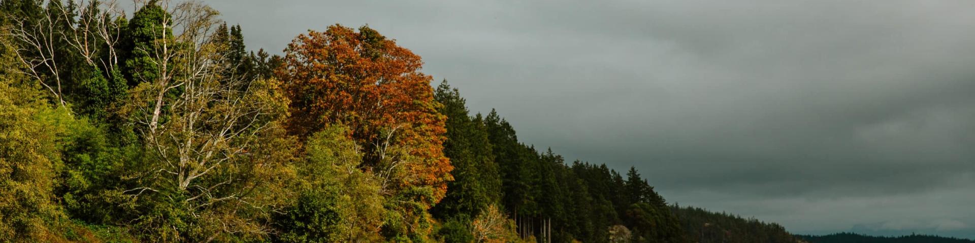 Rocky shoreline with autumn trees under cloudy sky.