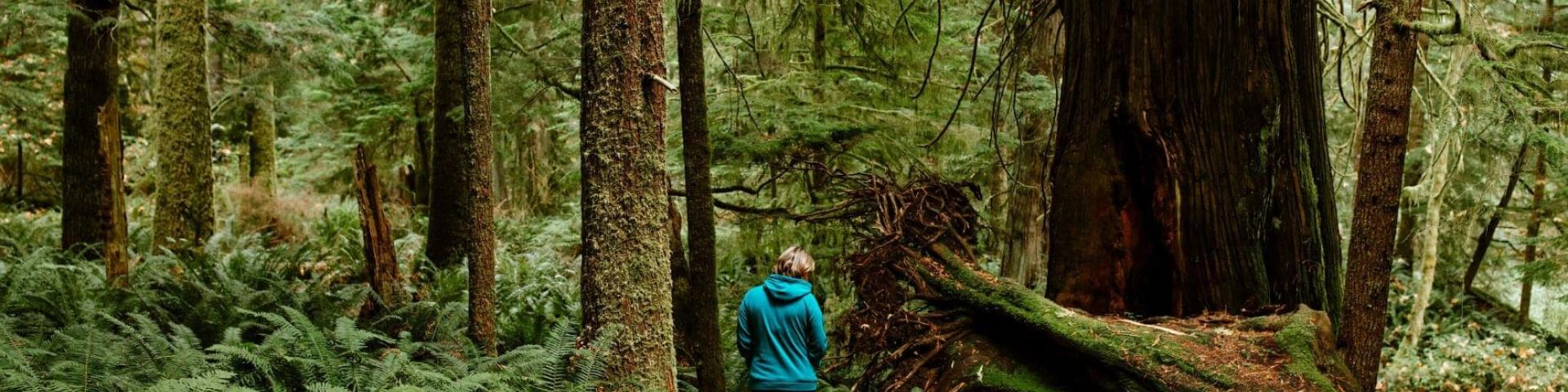 Person walking on a forest trail surrounded by tall trees and ferns.