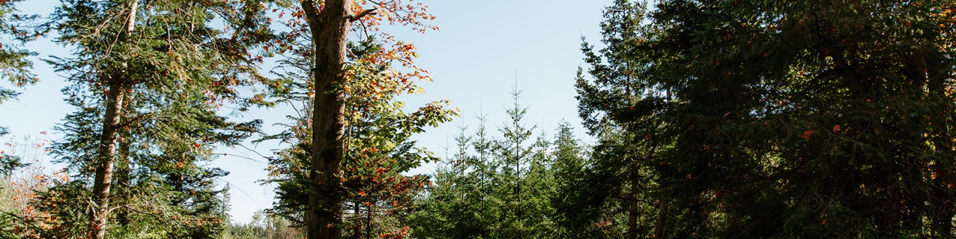 Forest path with tall trees and fallen leaves on a sunny day.