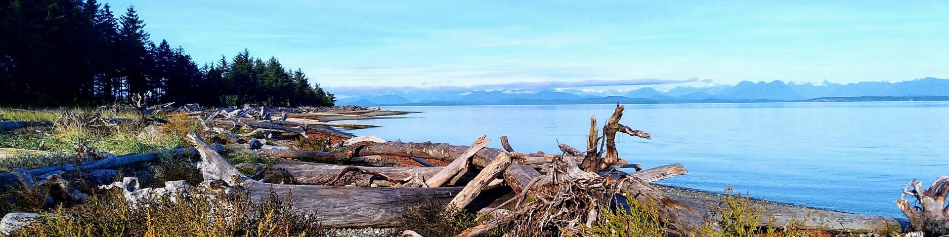 Calm lake with driftwood, clear sky, distant mountains; trees on the shore.