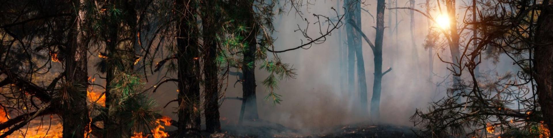 Forest fire with flames and smoke under trees at sunset.