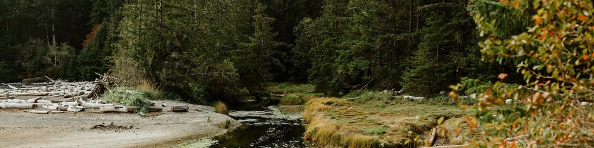 Forest stream surrounded by logs and lush greenery.