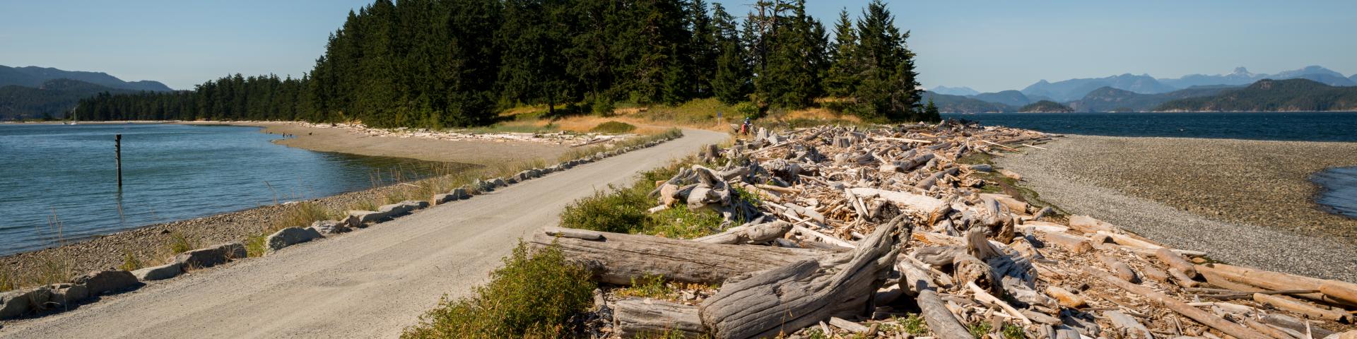 Coastal landscape with driftwood, trees, and a dirt path under a clear blue sky.