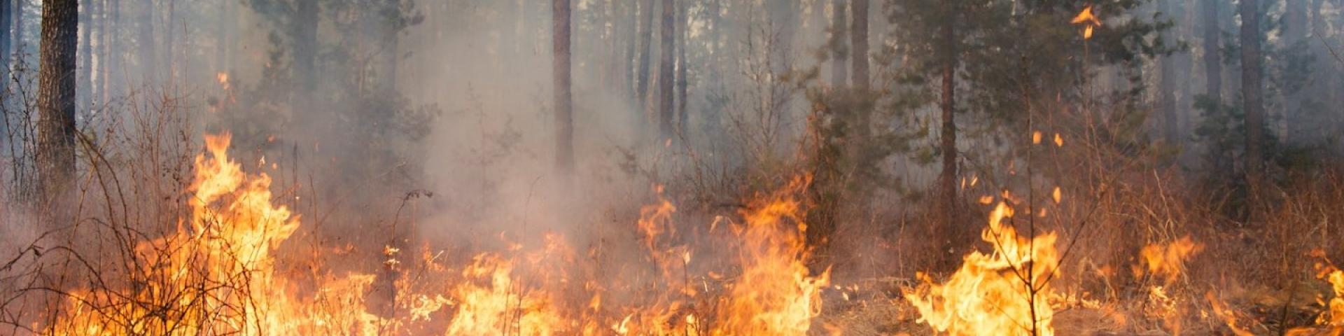 Forest fire with low-burning flame, trees shrouded in smoke.