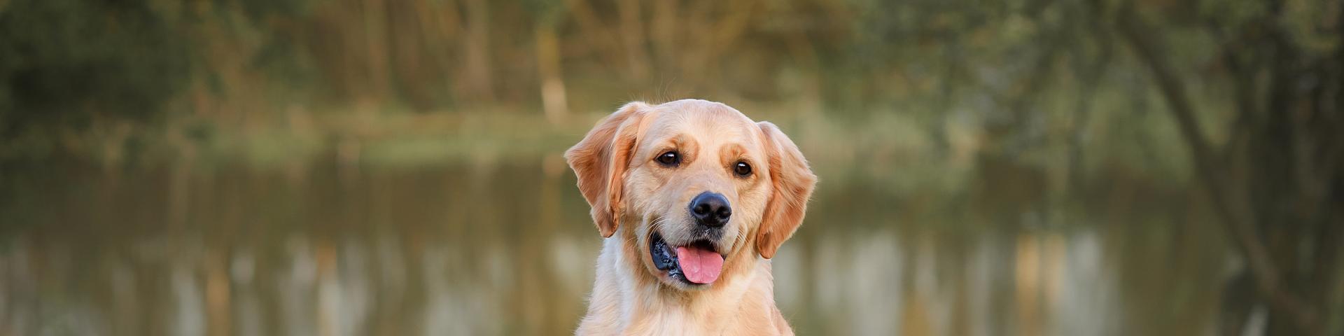 Golden retriever sitting happily by a pond, surrounded by green grass and trees.