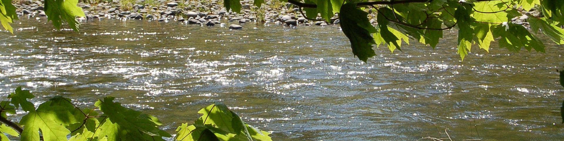 Green leaves frame a calm river flowing through a lush forested area.