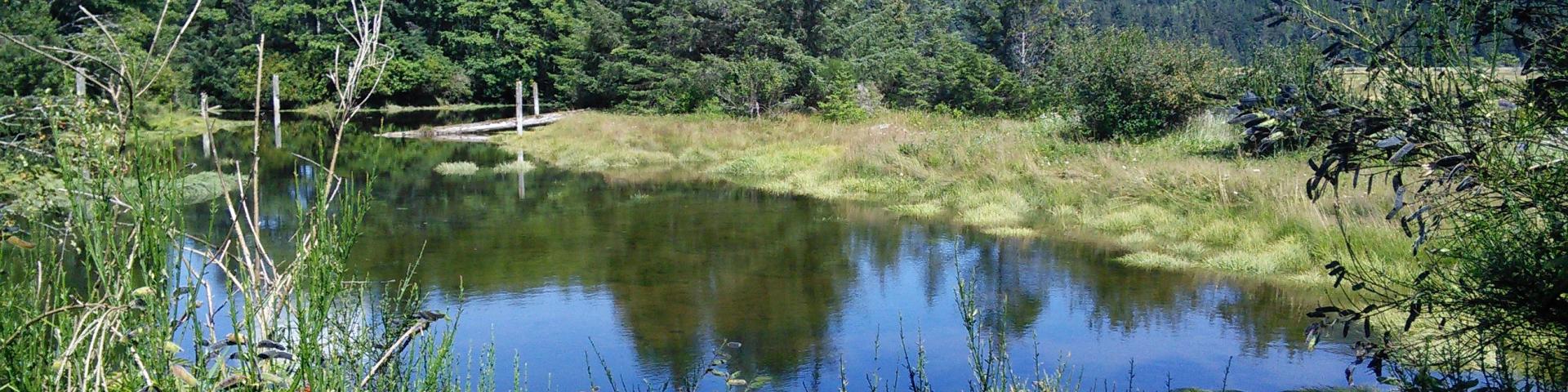 Serene pond surrounded by lush greenery and distant mountains under a clear blue sky.