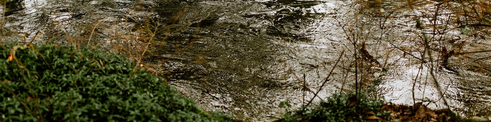 A tranquil stream surrounded by green foliage and autumn leaves.