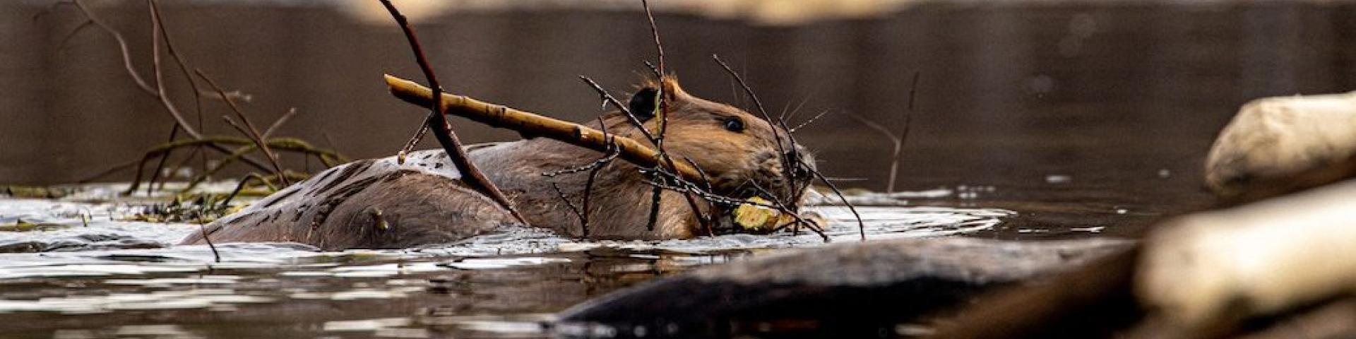 A beaver swimming in water, holding a stick, surrounded by logs and branches.