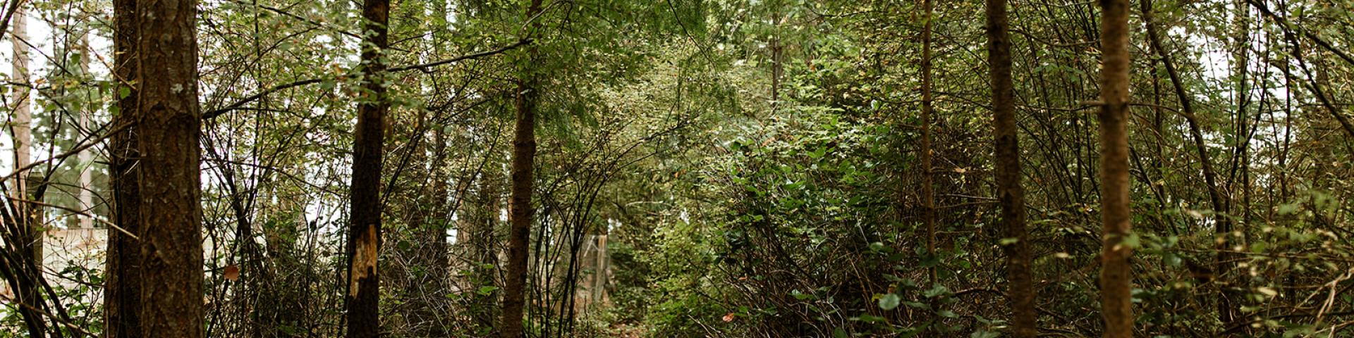 Narrow dirt path winding through a dense forest of green trees and shrubs.