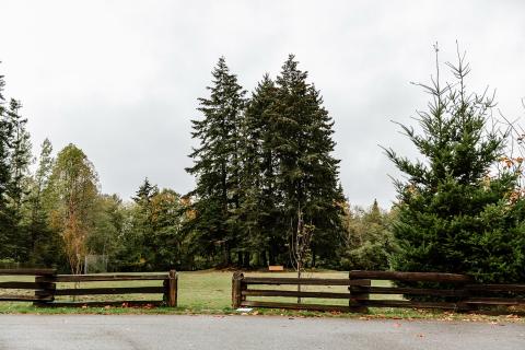 Tall pine trees behind a wooden fence on a cloudy day.