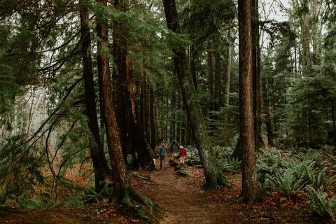 Forest path with tall trees and ferns, three people walking.