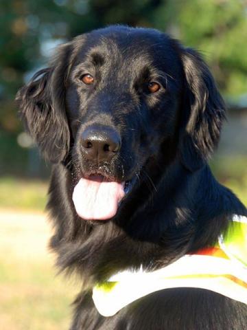 Black dog with tongue out, wearing a bright vest, outdoors.
