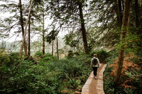Person walking on a wooden path through a lush forest.