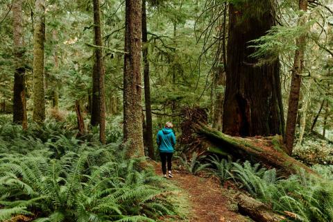 Person walking on a forest trail surrounded by tall trees and ferns.