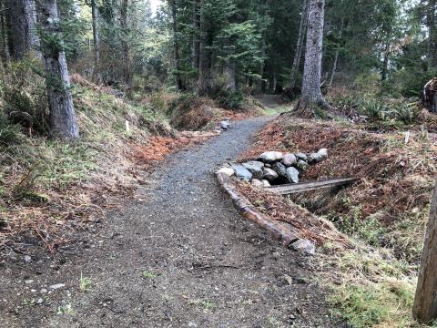 Narrow winding trail through a forest, lined with trees and patches of gravel.