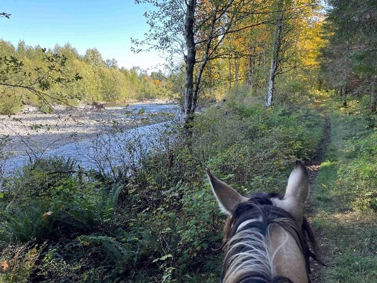 Horseback view of a forest trail by a river on a sunny day.