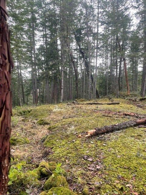 Moss-covered forest floor with tall trees in the background.
