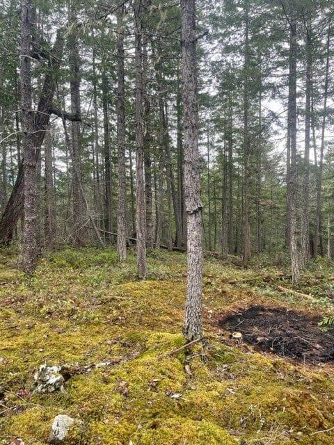 Forest with tall trees and a mossy ground.