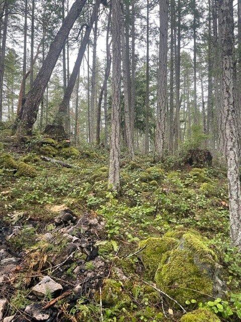Moss-covered forest floor with tall, slender trees.