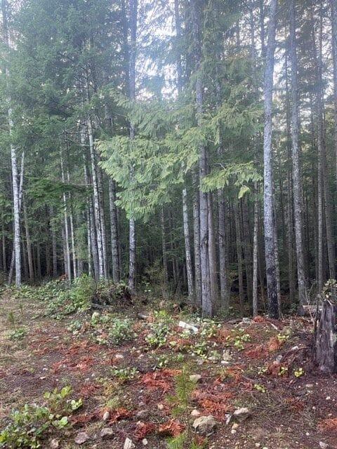 Forest with tall trees and a leafy forest floor.