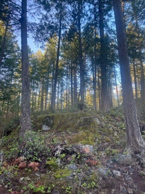 Forest scene with tall trees and moss-covered ground, under a clear blue sky.