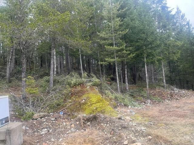 Forest edge with mossy ground and tall evergreen trees.