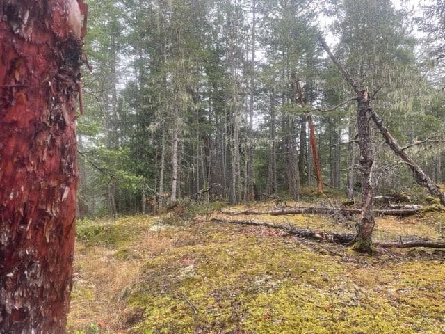 Moss-covered forest floor with tall trees and fallen branches.