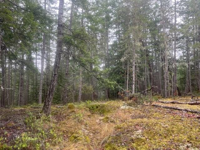 Foggy forest with tall trees and a mossy floor.