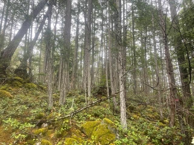 Dense forest with tall trees and green moss-covered ground.