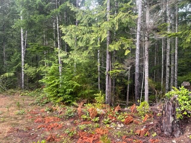 Lush forest with tall trees and vibrant undergrowth.