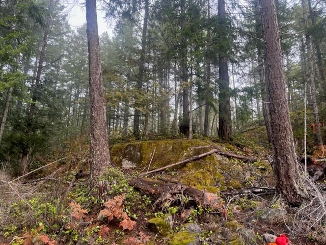 Forest with tall trees and moss-covered ground, overcast sky.